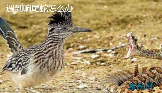 假如碰到了响尾蛇该怎么办?
