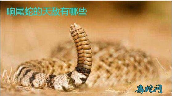 大王蛇是响尾蛇的天敌吗?响尾蛇的天敌有哪些?