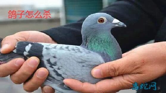 鸽子怎么杀?鸽子正确的杀法一般人真的不知道!