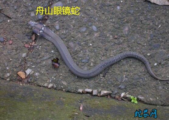 金环蛇遇到舟山眼镜蛇会怎样?