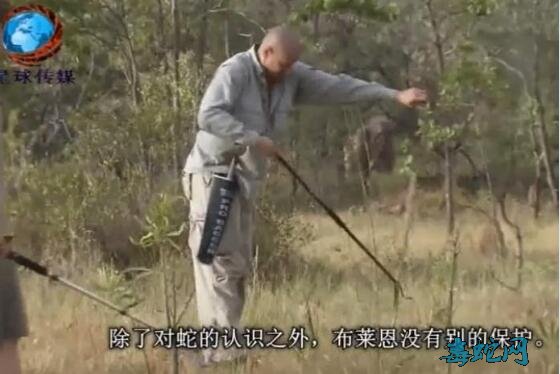 自然传奇内陆太攀蛇视频：世界上陆生最毒的毒蛇毒性就是这么强！