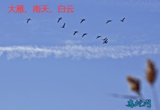 大雁图片大全、南天白云大雁飞近照欣赏!
