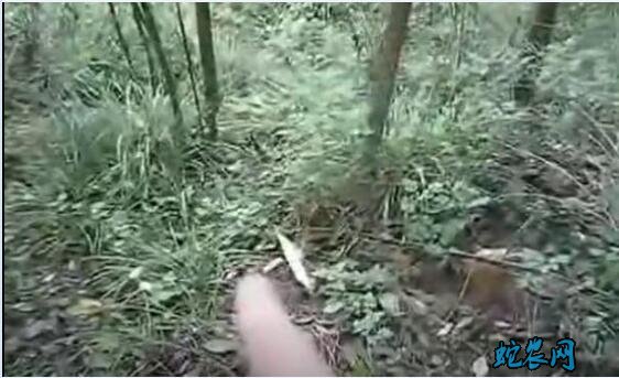 抓竹鸡视频、电煤冬季、四季抓竹鸡门套安装视频?