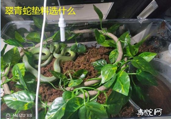 翠青蛇椰土、翠青蛇用椰土还是腐殖土还是苔藓好?多久换一次?