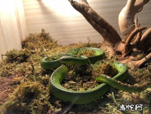 翠青蛇椰土、翠青蛇用椰土还是腐殖土还是苔藓好?多久换一次?