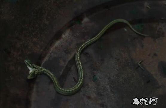 两头蛇一条身、两头蛇一条身图片大全欣赏!