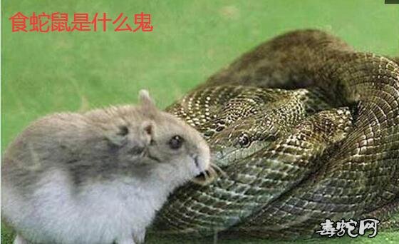 食蛇鼠是什么鬼?食蛇鼠真的可以吃它们的天敌蛇类吗?