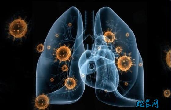 新型冠状病毒肺炎传染源是什么动物?果子狸传染可能性大吗?