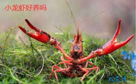 小龙虾好养吗?农村养殖小龙虾风险大吗?