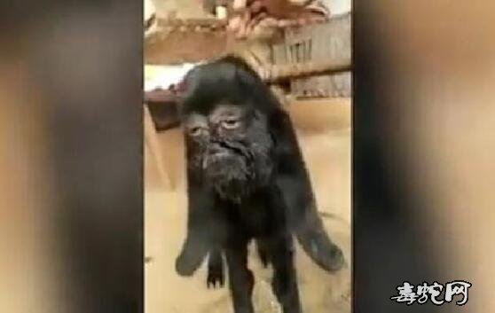 印度长人脸山羊、阿根廷暴躁人脸牛、人脸鱼都是什么样子的!