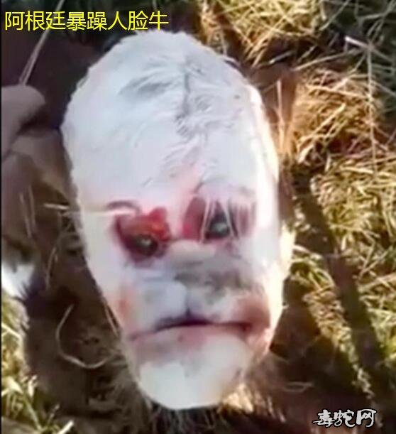 印度长人脸山羊、阿根廷暴躁人脸牛、人脸鱼都是什么样子的!