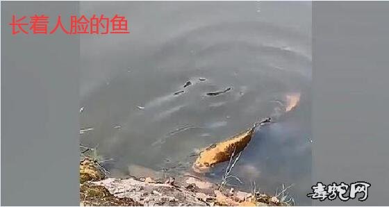 印度长人脸山羊、阿根廷暴躁人脸牛、人脸鱼都是什么样子的!