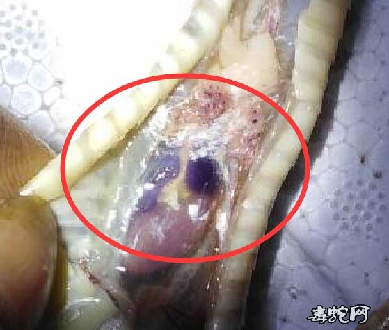 图说养蛇:蛇肺部寄生虫兼白粉病案列解剖分析图!