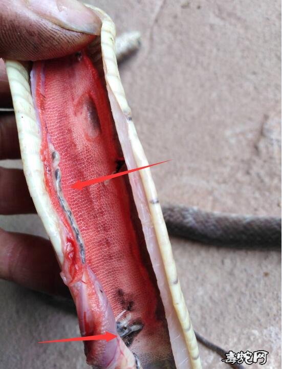 图说养蛇:蛇肺部寄生虫兼白粉病案列解剖分析图!