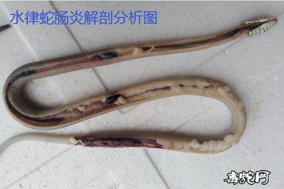 图说养蛇:一列水律蛇常见病肠炎的解剖图分享!