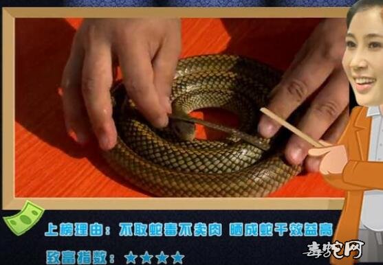 乌梢蛇养殖视频：不取毒、不卖肉！小伙靠养殖乌梢蛇加工蛇干致富！