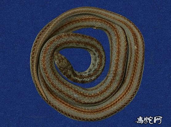 蛇标本图片大全:冲绳翠青蛇标本图片