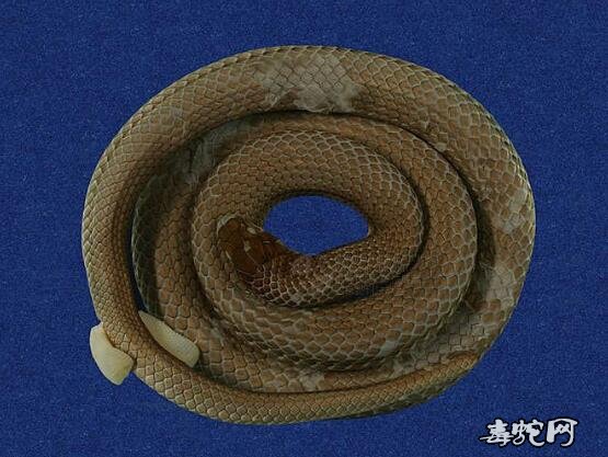 蛇标本图片大全：冲绳翠青蛇标本图片