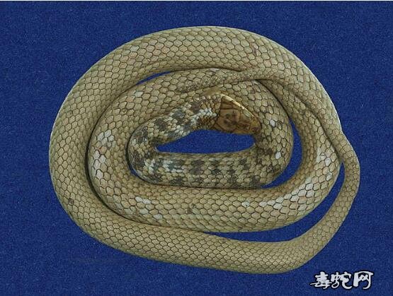 蛇标本图片大全：冲绳翠青蛇标本图片