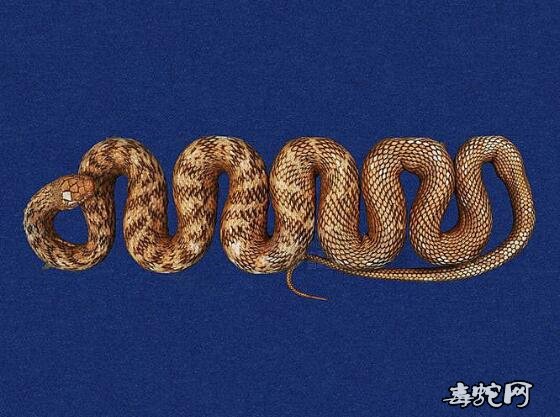 蛇标本图片大全：臭青蛇/王锦蛇/大王蛇标本图片