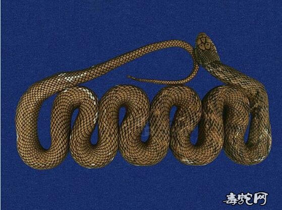 蛇标本图片大全:臭青蛇/王锦蛇/大王蛇标本图片