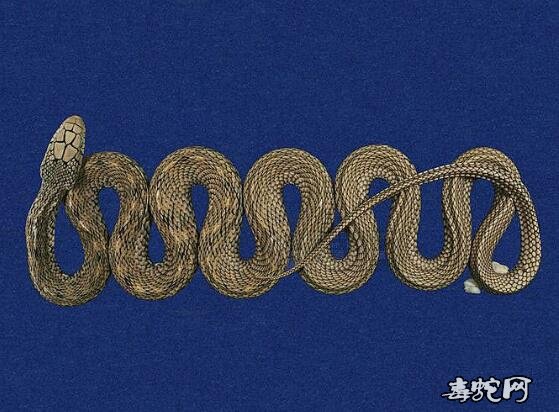 蛇标本图片大全:臭青蛇/王锦蛇/大王蛇标本图片