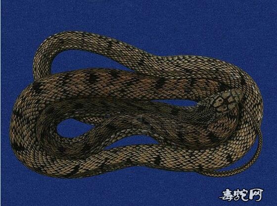 蛇标本图片大全:臭青蛇/王锦蛇/大王蛇标本图片