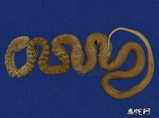 蛇标本图片大全：臭青蛇/王锦蛇/大王蛇标本图片