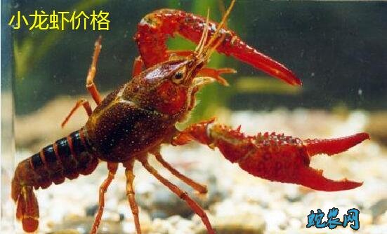 现在养殖的小龙虾多少钱一斤?2020年