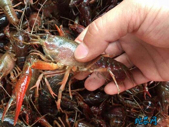 现在养殖的小龙虾多少钱一斤？2020年