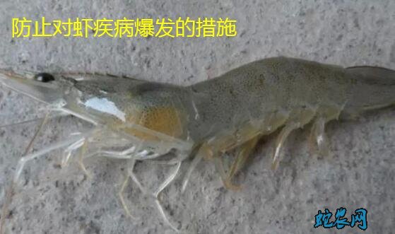 养虾技术、防止对虾爆发疾病的控制方法!