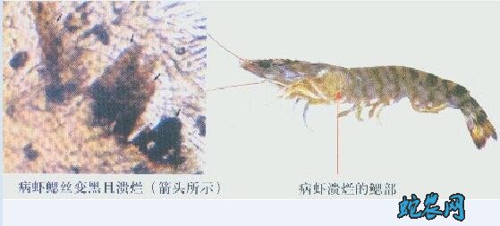 罗氏虾养殖、罗氏沼虾及青虾烂鳃病诊断及防治方法!