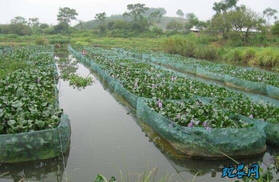 黄鳝养殖利润、养殖一亩黄鳝多少利润？