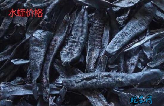水蛭价格、2020年水蛭/蚂蝗多少钱一斤?