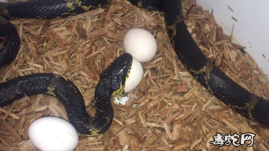 棕黑锦蛇的季节性拒食怎么办？看蛇友怎么解决的！