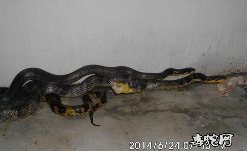 2020年养殖棕黑锦蛇还赚钱吗?棕黑锦蛇养殖前景怎么样?