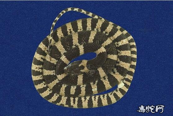 蛇标本图片大全：大齿蛇标本图片