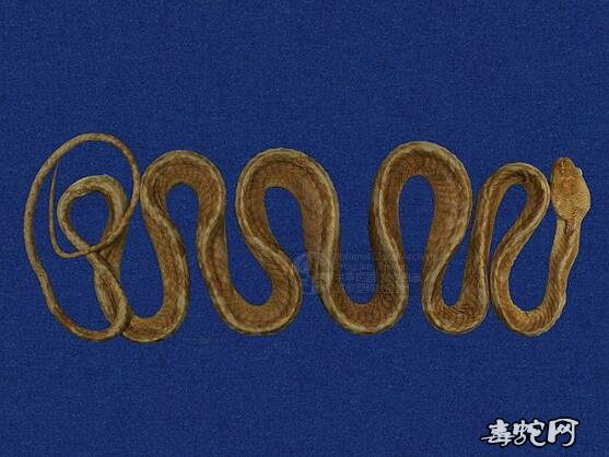 大头蛇/绞花林蛇/台湾方头蛇标本图片