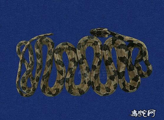 大头蛇/绞花林蛇/台湾方头蛇标本图片