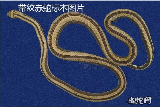 带纹赤蛇/台湾丽纹蛇标本图片