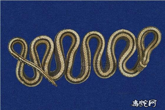 带纹赤蛇/台湾丽纹蛇标本图片