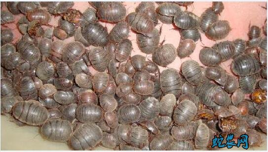 土鳖虫的吃法、土元怎么吃效果最好?