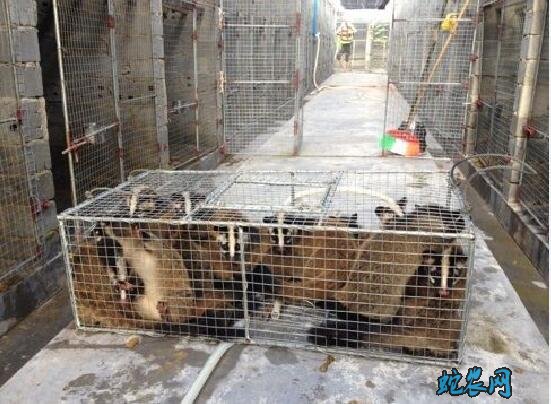 果子狸养殖基地、中国最大果子狸养殖场是哪家？