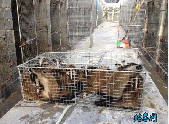 果子狸养殖基地、中国最大果子狸养殖场是哪家?