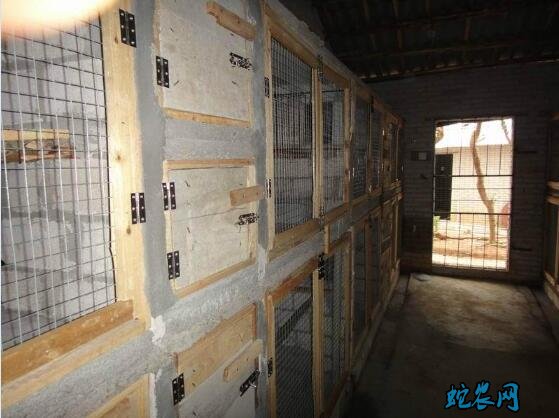 果子狸养殖基地、中国最大果子狸养殖场是哪家?