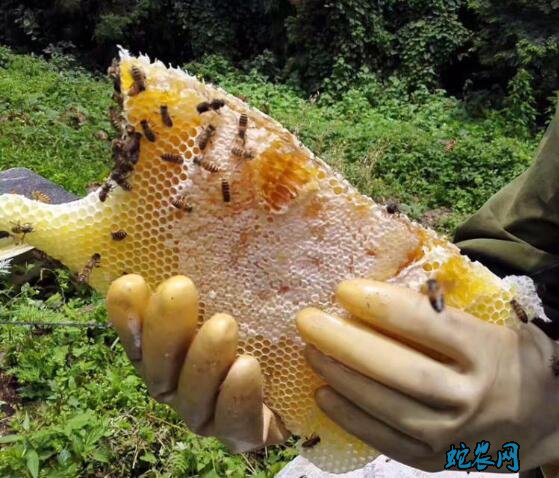 蜂巢蜜的作用与功效都有哪些?