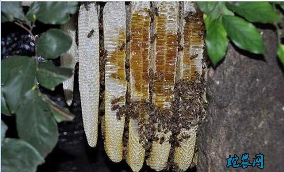土蜂蜜价格、2020年土蜂蜜多少一斤？