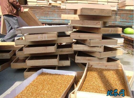 养黄粉虫、养黄粉虫的成本与利润怎么样?