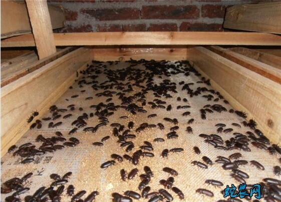 养黄粉虫、养黄粉虫的成本与利润怎么样?