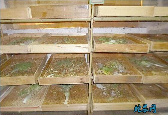 怎么养面包虫、黄粉养殖条件与养殖设备准备!